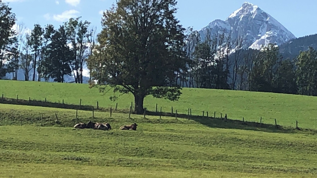 Photo of Others in Goldegg