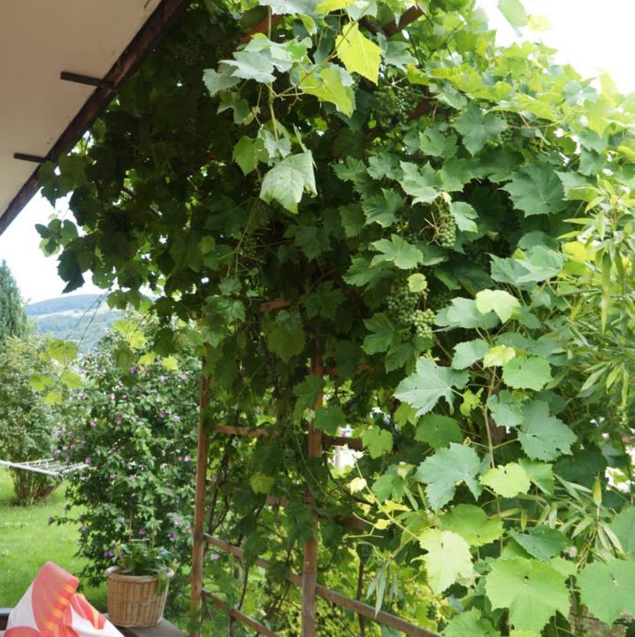 Photo of Others in Mondsee