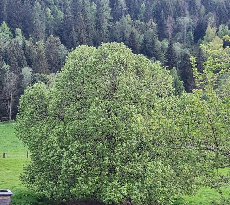 Photo of Others in Neumarkt in Steiermark