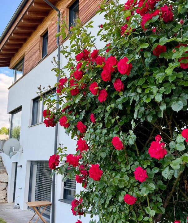 Photo of Others in Nussdorf am Attersee