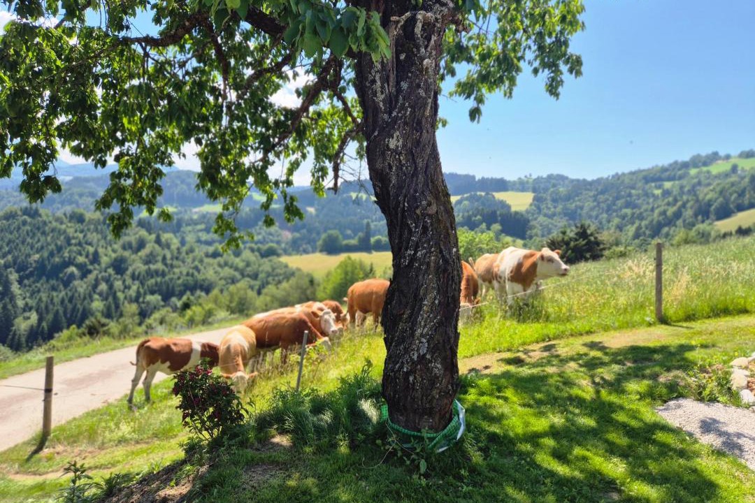 Photo of Others in Frankenfels