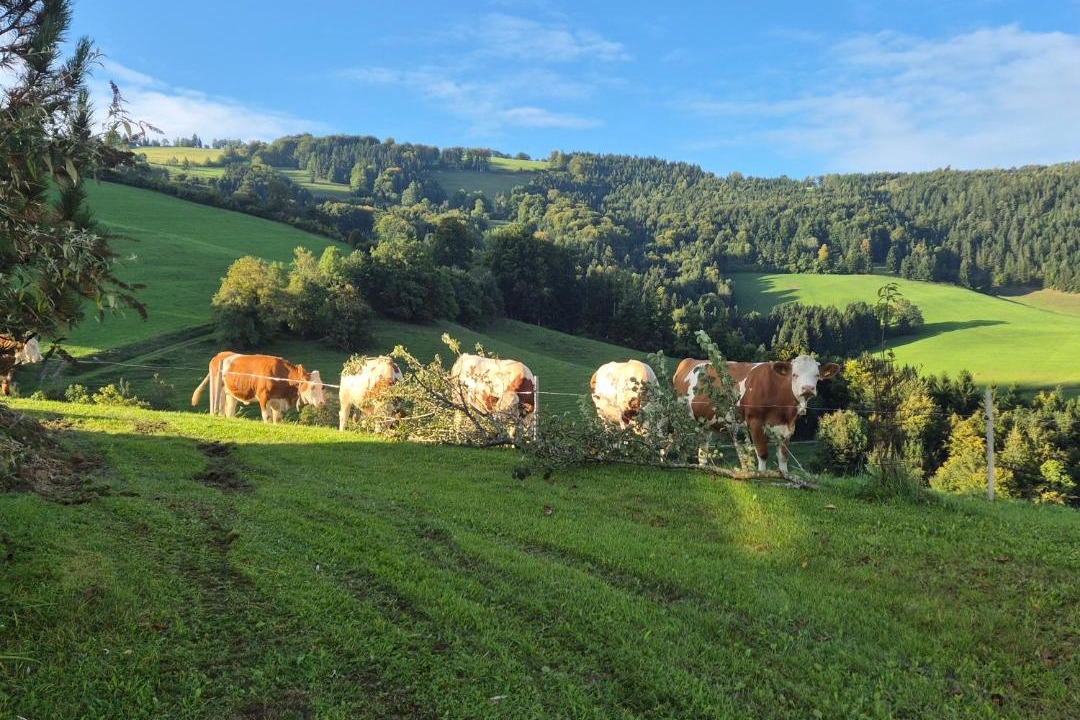 Photo of Others in Frankenfels