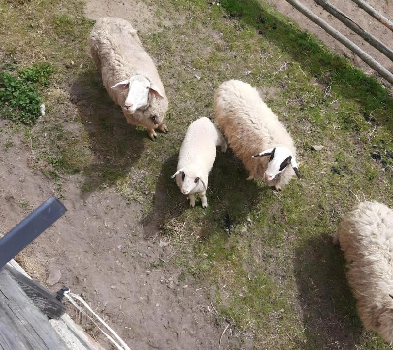Photo of Others in Lavamuend