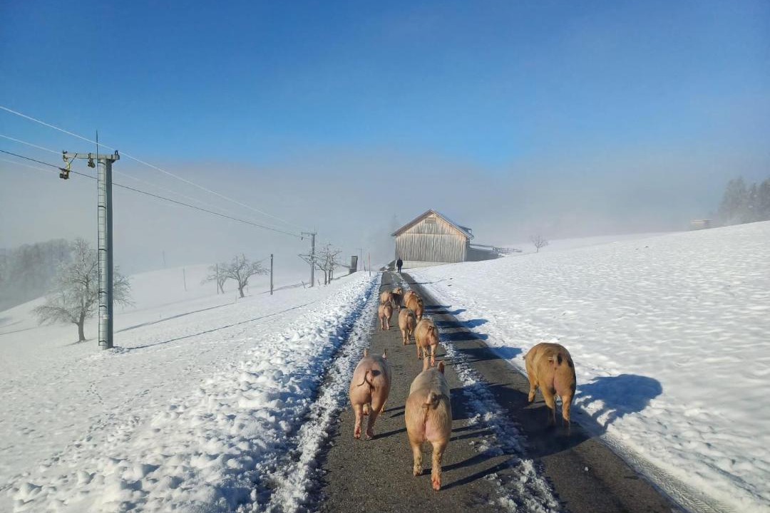 Photo of Others in Langenegg