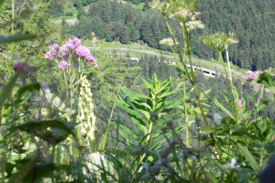 Photo of Others in Tropolach