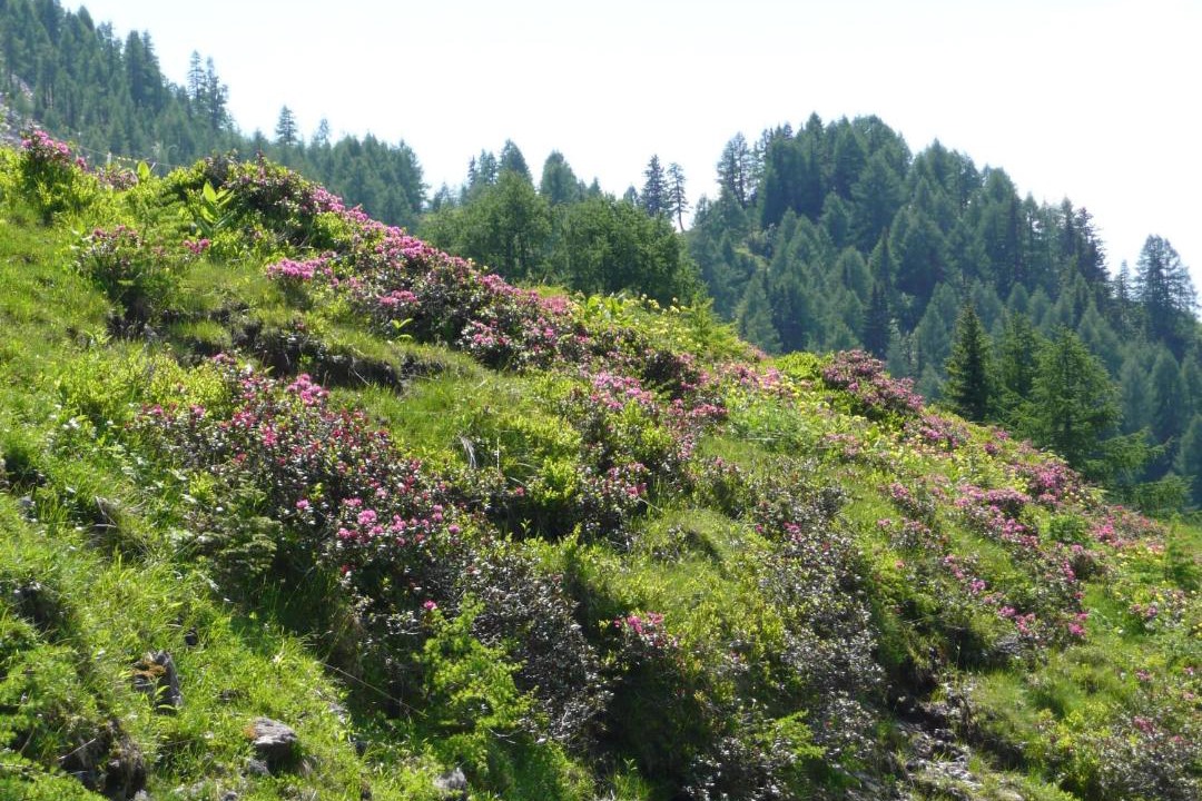 Photo of Others in Tropolach