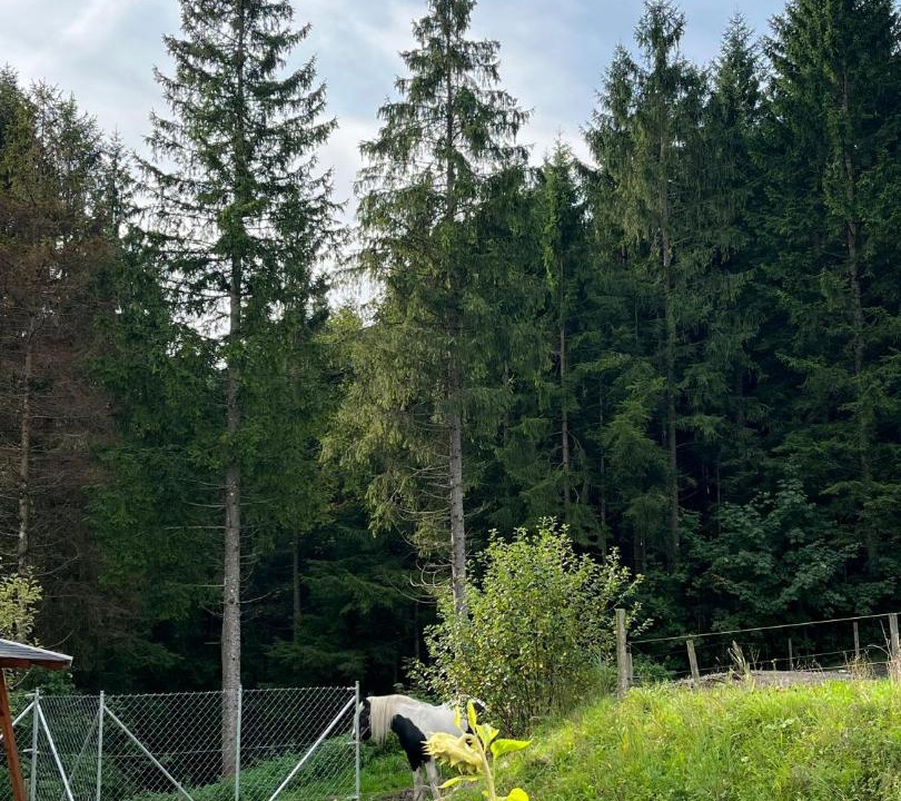 Photo of Others in Faistenau