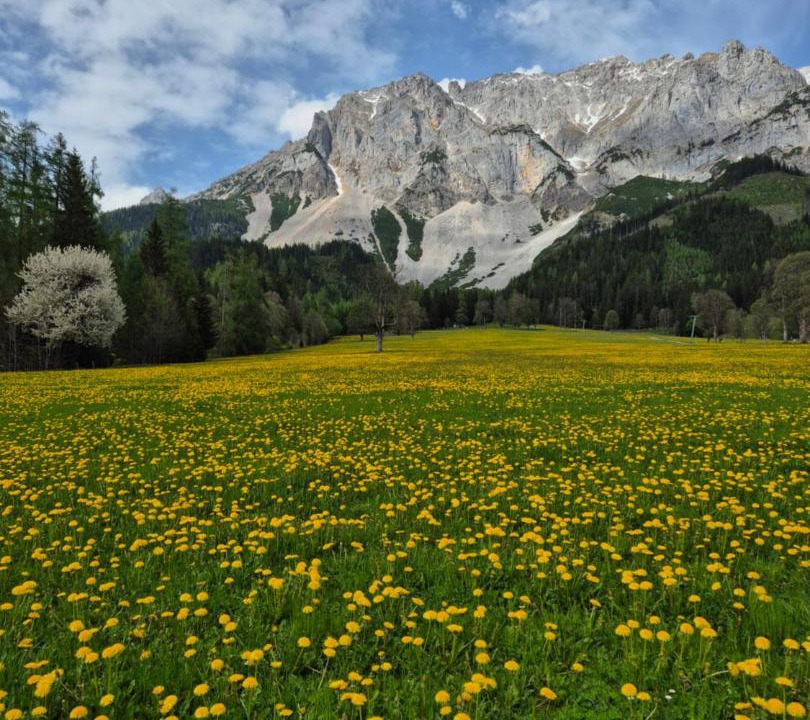 Photo of Others in Schildlehen