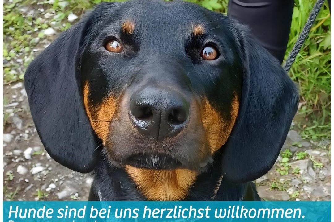 Photo of Others in Lingenau