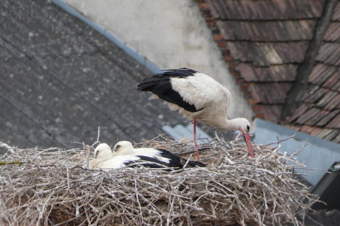 Photo of Others in St. Margarethen