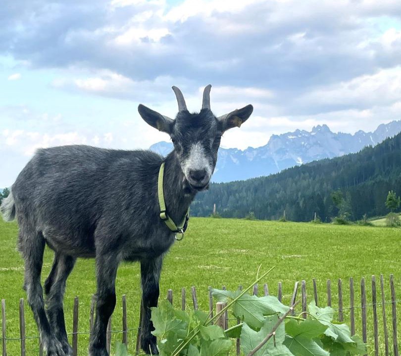 Photo of Others in Sankt Martin am Tennengebirge