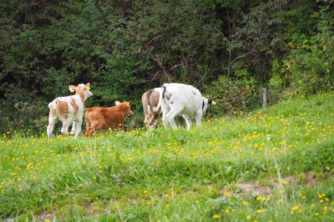 Photo of Others in Laßnitz bei Murau
