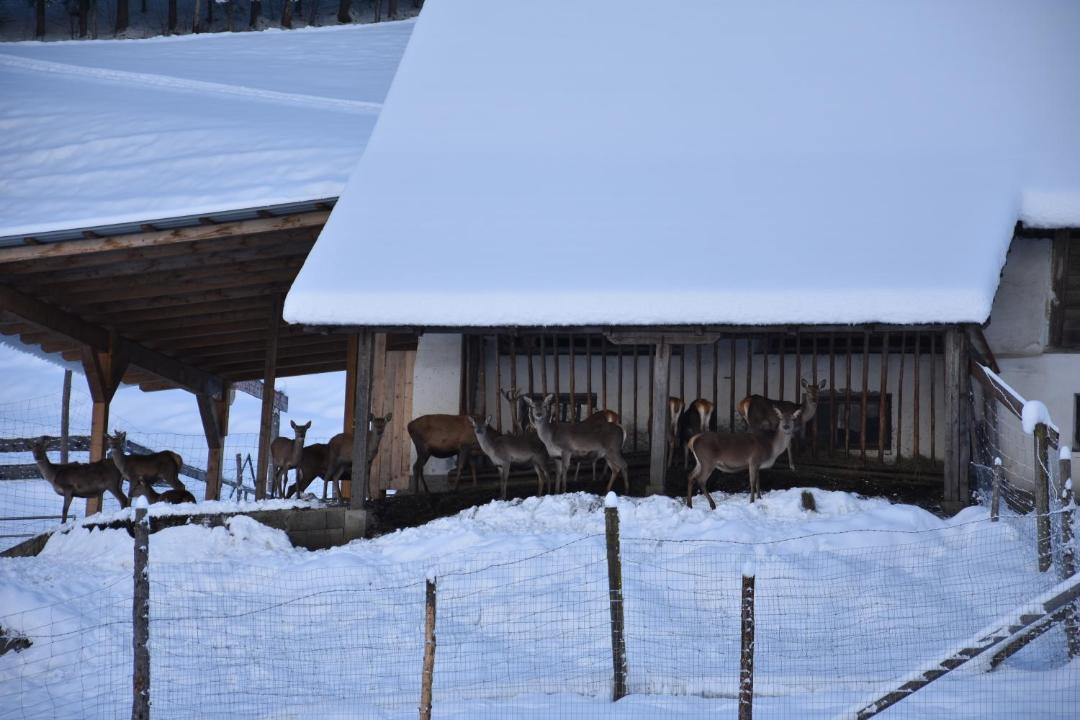 Photo of Others in Sankt Georgen am Kreischberg