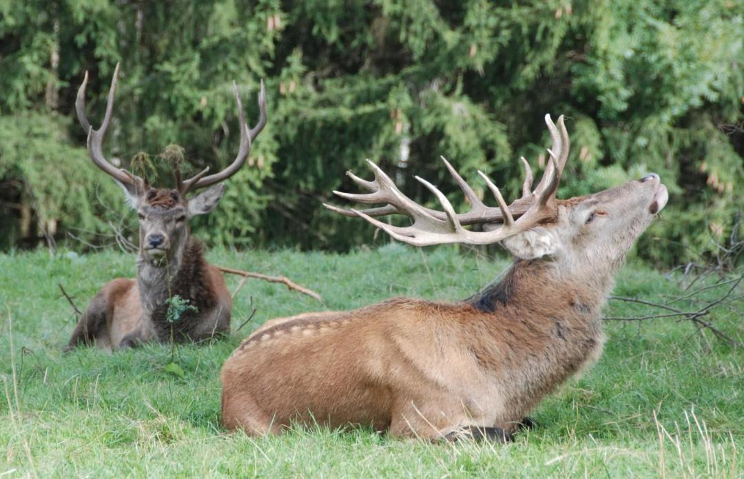 Photo of Others in Semriach