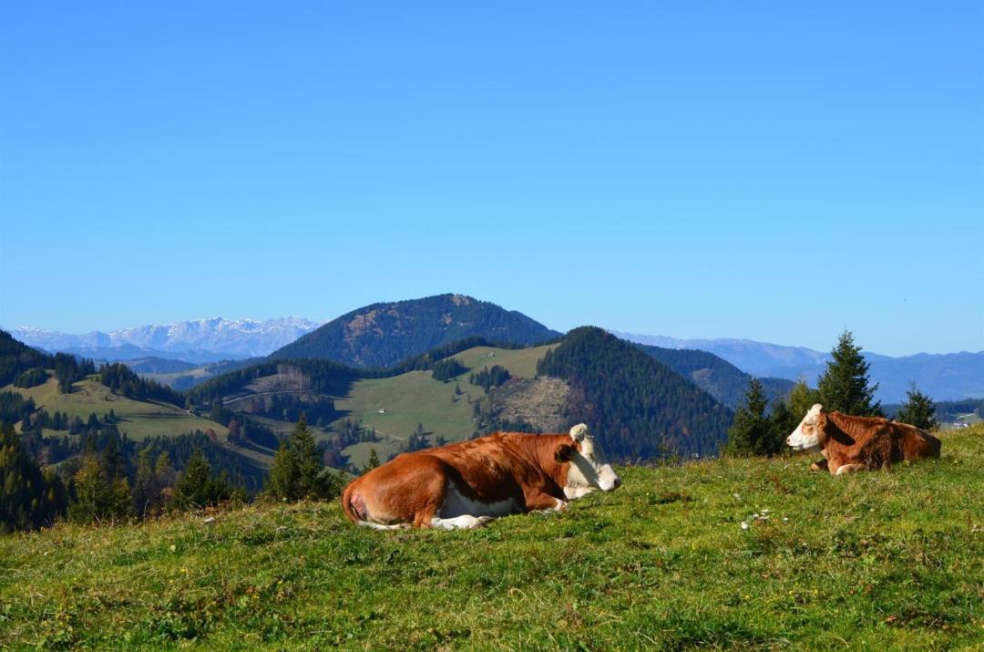 Photo of Others in Weiz