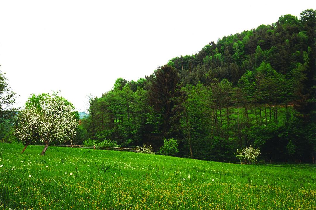 Photo of Others in Lassnitzhoehe