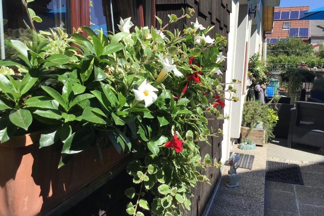 Photo of Patio Balcony in Liesing
