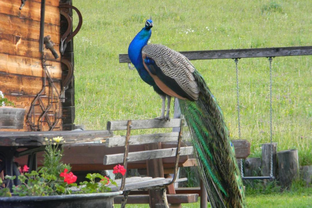 Photo of Others in Sankt Georgen ob Murau