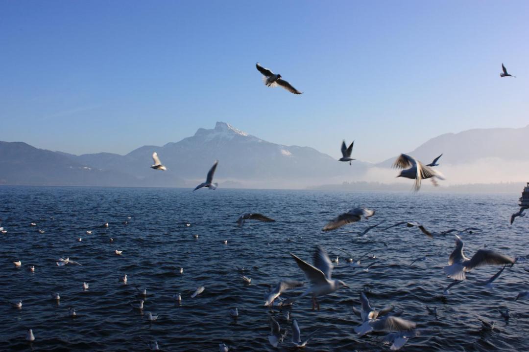 Photo of Others in Mondsee