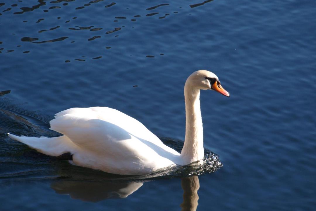 Photo of Others in Hallstatt