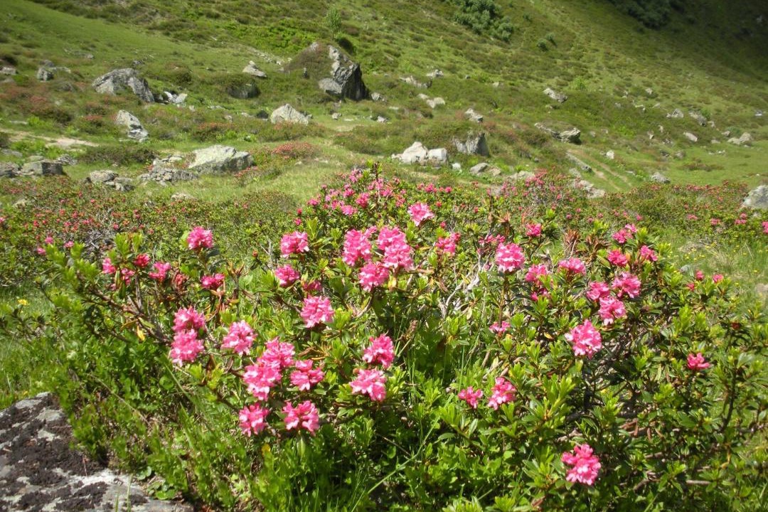 Photo of Others in Silbertal