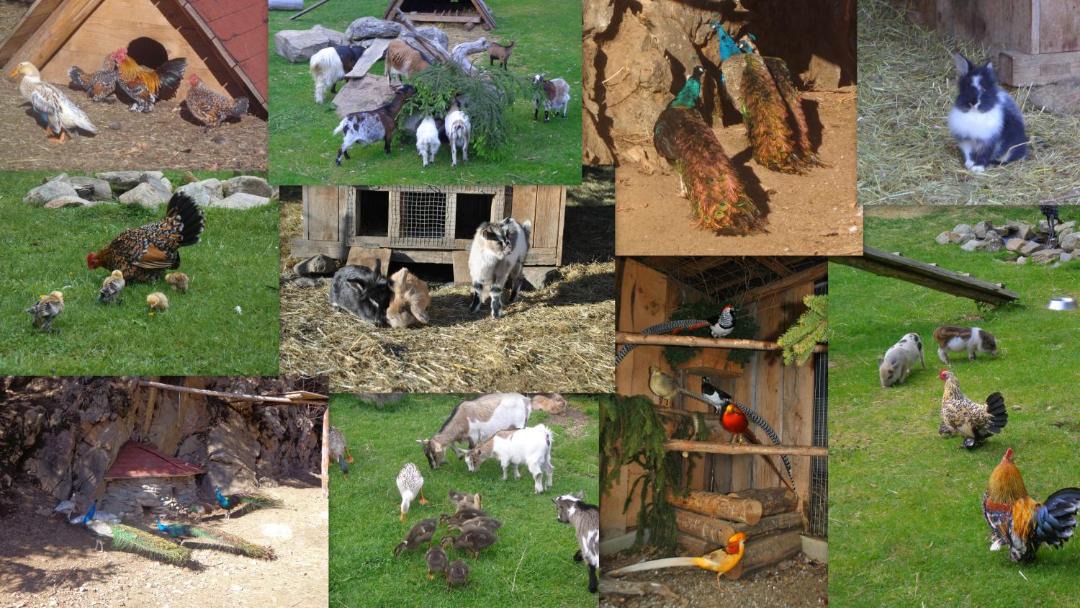 Photo of Others in Krakaudorf